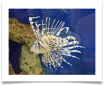 Lion Fish digital - Helen Kulczycki